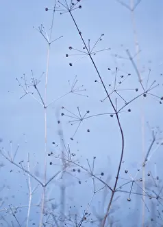 Intricate: Plant