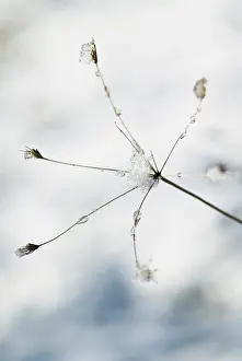Seedhead: Plant