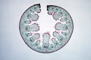 Microscopic: PLANT ANATOMY - Marram leaf transverse section
