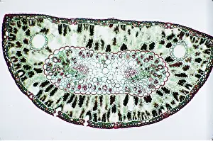 Pines: PLANT ANATOMY - pine needle transverse section