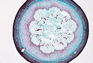 Maples: PLANT ANATOMY - stem cross section Maple