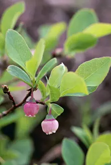 Geoff Trinder: PLANT - Black / Mountain HUCKLEBERRY, in flower