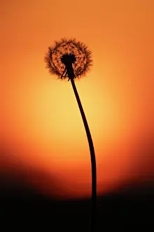 Dandelion: PLANT, Dandelion, ( clock ) seed head