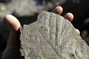 Longyearbyen: Plant Fossils