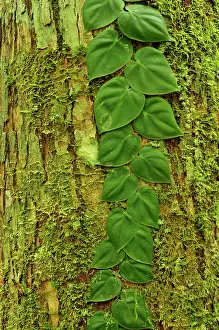 Pinned: Plant growing pinned against a tree trunk