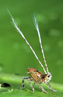 Fulgoroid: Plant Hopper, Papua New Guinea