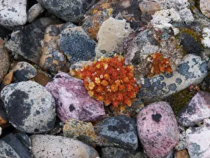 Lichens: Plant and lichen on stones