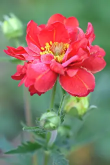Avens: Avens