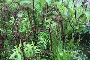 Strengthen: Plant Support