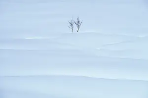 Destroy: Plant