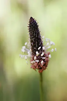 Buckhorn: Plantain