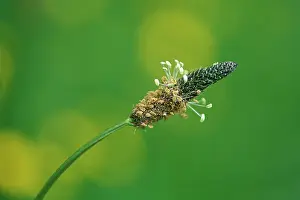 Buckhorn: Plantain