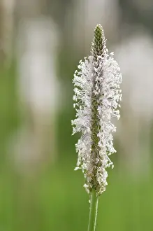 Plantago: Plantain