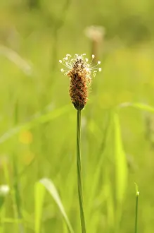 Buckhorn: Plantain