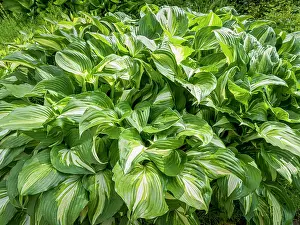 Shade: Plantain Lily, Hosta undulata Medio Variegata, foliage