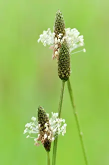 Buckhorn: Plantain, Ribwort