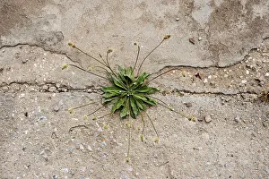 Plantago: Plantain, Ribwort plantain, Plantago lanceolata