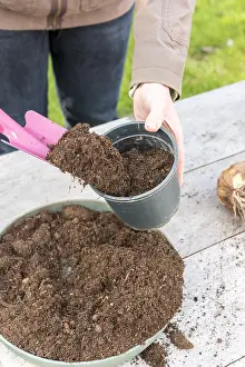 Step: Plantation step by step of Amaryllis by a woman