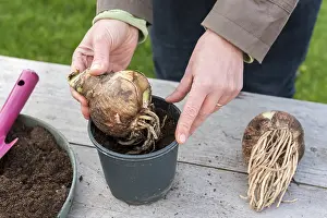 Step: Plantation step by step of Amaryllis by a woman