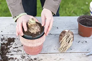 Step: Plantation step by step of Amaryllis by a woman