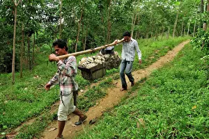 Latex: Plantation workers carrying latex from rubber tree