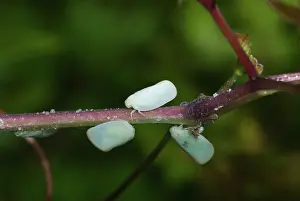 Planthopper: Planthopper