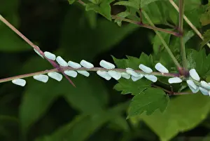 Planthopper: Planthopper