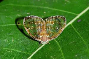January: Planthopper