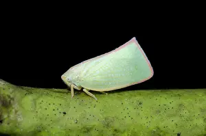Hexapoda: Planthopper
