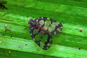 Amazonian: Planthopper (Nogodina reticulata) on a leaf, Saut