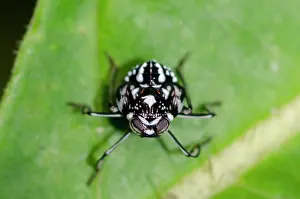 Nymph: Planthopper nymph