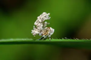 Hexapoda: Planthopper nymph