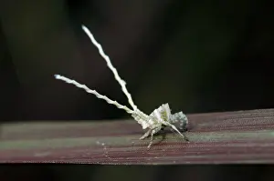 Hexapoda: Planthopper nymph