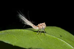 Waxy: Planthopper Nymph - with waxy extrusions for camouflage
