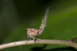 Waxy: Planthopper Nymph - with waxy extrusions for camouflage