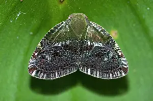 Planthopper: Planthopper Planthopper on leaf Klungkung Bali Indones