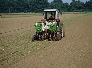 Seedlings: Planting lettuce seedlings