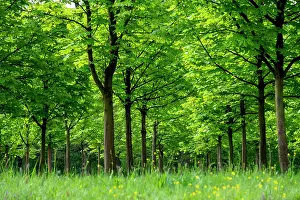 Sapindaceae: Planting young chestnut trees, Eichenzell, Hesse