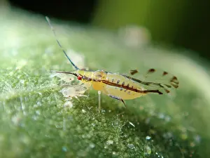 Lice: Plantlouse (Aphididae), juvenile and adult with