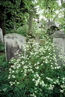 Cemetry: Plants - in cemetry