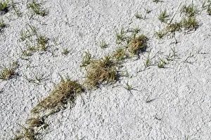 Evaporation: Plants growing in alkali soil