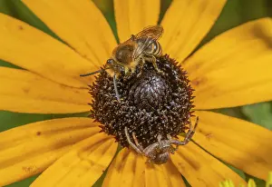 Free: A Plasterer Bee, probably Davies Colletes, Coll