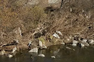 Refuse: Plastic Bags Pollution
