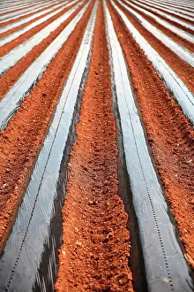 Plastic: Plastic mulch, field in Provence, France