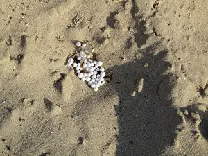 Pellets: Plastic pellets on Beach