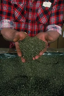Pellets: Plastic Recycling