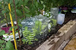 Containers: Plastic water containers used as mini greenhouses