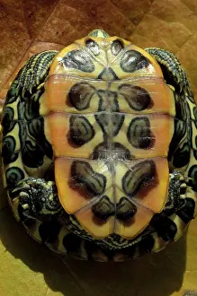 Chelonian: Plastron of Red-Eared Slider