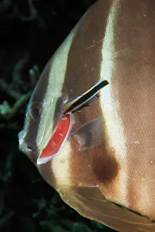 Wrasses: Platax Teira with Cleaner Wrasse