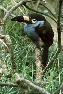 Plate: PLATE-BILLED MOUNTAIN TOUCAN